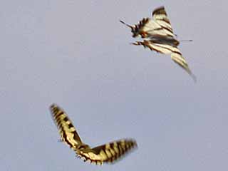 Papilio machaon + Iphiclides podalirius  Schwalbenschwanz + Segelfalter