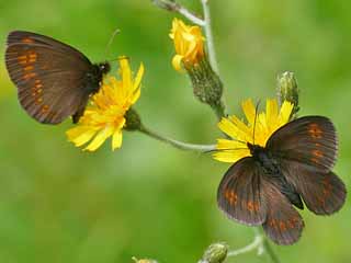 Erebia alberganus Almond-eyed Ringlet Mandelugiger Mohrenfalter