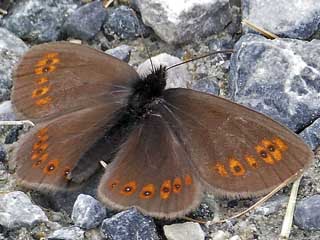 Erebia alberganus Almond-eyed Ringlet Mandelugiger Mohrenfalter