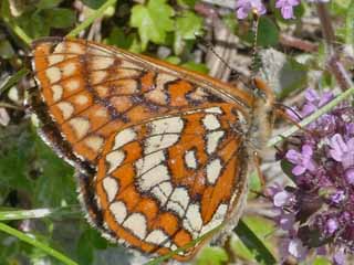 Euphydryas intermedia    Asian Fritillary