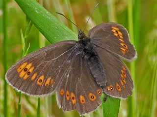 Erebia alberganus Almond-eyed Ringlet Mandelugiger Mohrenfalter