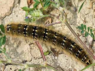 Lasiocampa terreni
