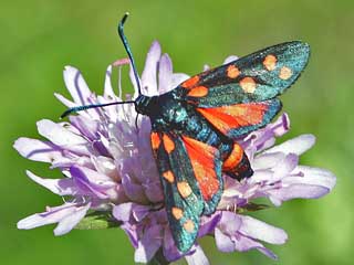 Vernderliches Widderchen Zygaena ephialtes Blutstrpfchen