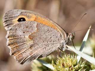 Maniola nurag  Sardinisches Ochsenauge