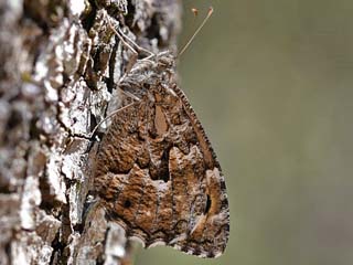 Hipparchia aristaeus