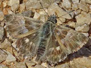 Muschampia orientalis