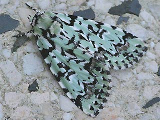 Seladoneule Moma alpium Scarce Merveille du Jour