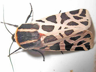 Cymbalophora pudica
