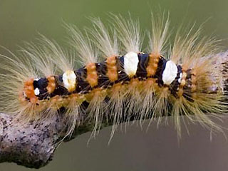 Seladoneule Moma alpium Scarce Merveille du Jour