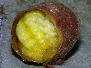 berwinternde Raupe in Kokon Grosser Schneckenspinner (Schildmotte) Apoda limacodes The Festoon