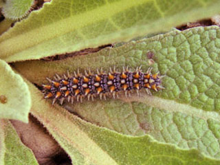 Raupe Roter Scheckenfalter Melitaea didyma Spotted Fritillary