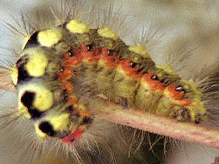 Raupe Raupe Wolfsmilch-Rindeneule Acronicta euphorbiae Sweet Gale Moth