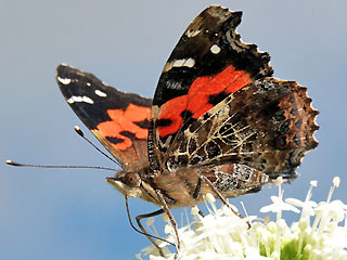 Indischer Admiral Vanessa vulcania Canary Red Admiral