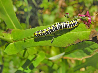 Raupe Lattich-Mnch Cucullia lactucae Lettuce Shark