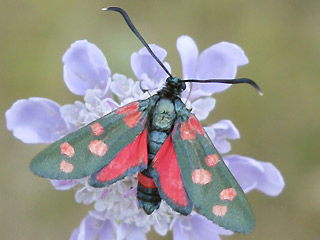 Vernderliches Widderchen Zygaena ephialtes Blutstrpfchen