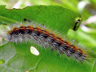 Raupe Rhyparia purpurata Purpurbr Purple Tiger