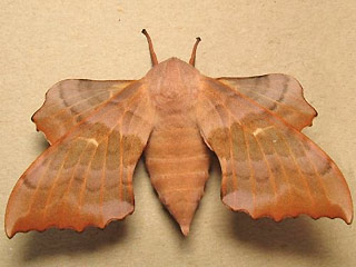 Weibchen Pappelschwärmer Laothoe populi Poplar Hawk-moth
