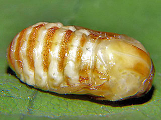 Puppe Grosser Schneckenspinner (Schildmotte) Apoda limacodes The Festoon