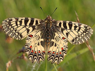 (Sdlicher) Osterluzeifalter Zerynthia polyxena Southern Festoon