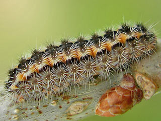 Raupe Rhagades pruni Heide-Grnwidderchen Zygaenidae