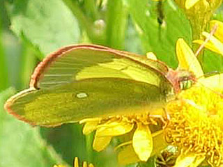 Hochmoor-Gelbling  Colias palaeno  Moorland Clouded Yellow