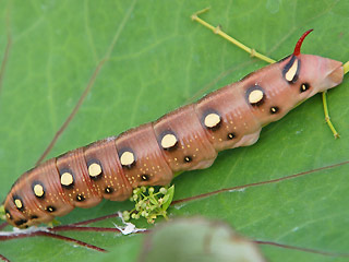 Raupe Labkraut-Schwärmer Hyles gallii Bedstraw Hawk-moth