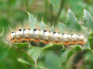 Raupe Wolfsmilch-Rindeneule Acronicta euphorbiae Sweet Gale Moth