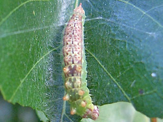 Raupe Heller Sichelflgler Drepana falcataria Pebble Hook-tip