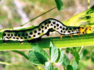 Raupen Calyptro thalictri Wiesenrauten-Kapuzeneule