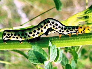 Raupen Calyptro thalictri Wiesenrauten-Kapuzeneule