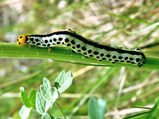 Raupe Calyptro thalictri Wiesenrauten-Kapuzeneule