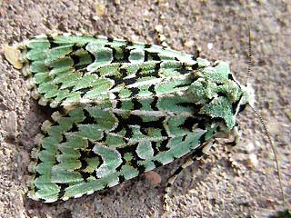 Grne Eicheneule Aprileule Dichonia aprilina Merveille du Jour