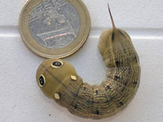 Raupe Großer Weinschwärmer Hippotion celerio Silver-striped Hawk-moth