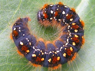 Erwachsene Raupe Alpen-Wollafter Eriogaster arbusculae 