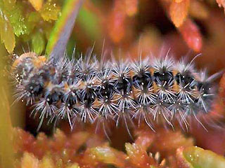 Raupe Rhagades pruni Heide-Grnwidderchen Zygaenidae