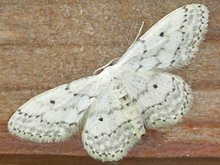 Idaea seriata Grauer Zwergspanner Small Dusty Wave