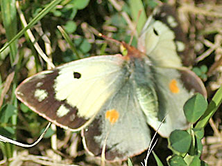 Weibchen f. helecina Postillion Colias crocea Clouded Yellow