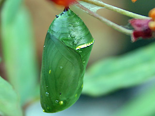Puppe   Monarch Danaus plexippus Milkweed  an Seidenpflanze Ascepias curassavica