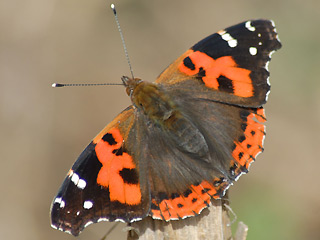 Indischer Admiral Vanessa vulcania Canary Red Admiral