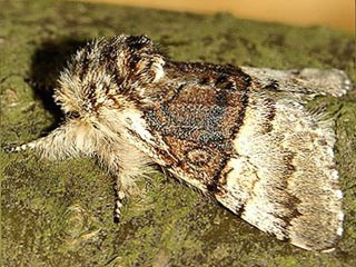 Haseleule Colocasia coryli Nut-tree Tussock