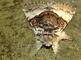 Haseleule Colocasia coryli Nut-tree Tussock