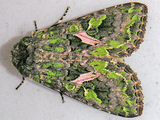 Meldeneule   Trachea atriplicis   Orache Moth