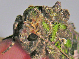 Meldeneule   Trachea atriplicis   Orache Moth