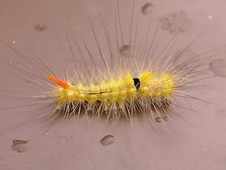 Jungraupe Streckfuss Rotschwanz Calliteara pudibunda Dasychira p. Elkneria p. Pale Tussock