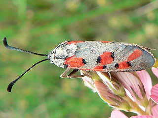 Zygaena rhadamanthus