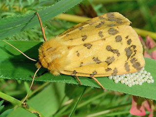 Weibchen Rhyparia purpurata Purpurbr Purple Tiger