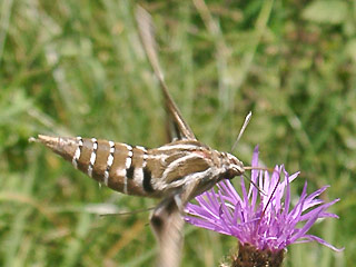 Falter im Flug Linienschwärmer Hyles livornica Striped Hawk-moth