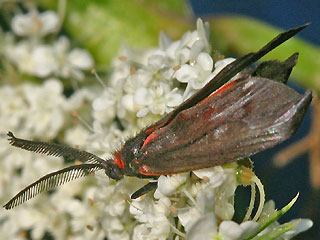 Mnnchen Trauerwidderchen Aglaope infausta