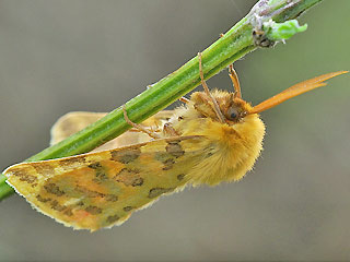 Rhyparia purpurata Purpurbr Purple Tiger