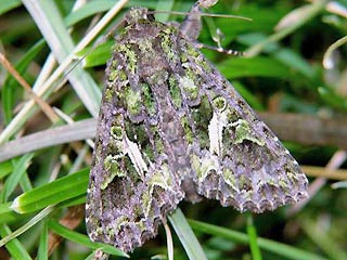Meldeneule   Trachea atriplicis   Orache Moth